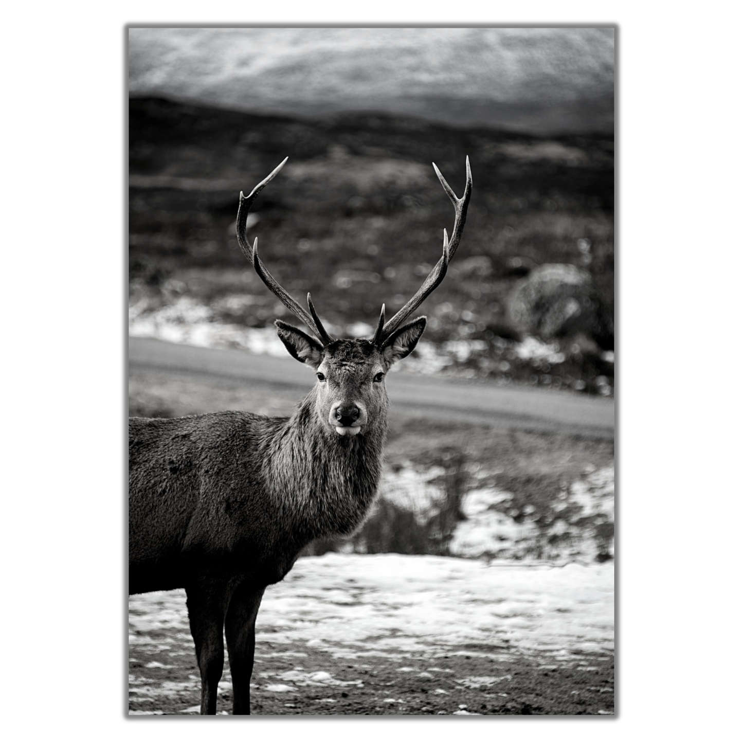 Black and White Stag Print - Gina Ellen Wall Art