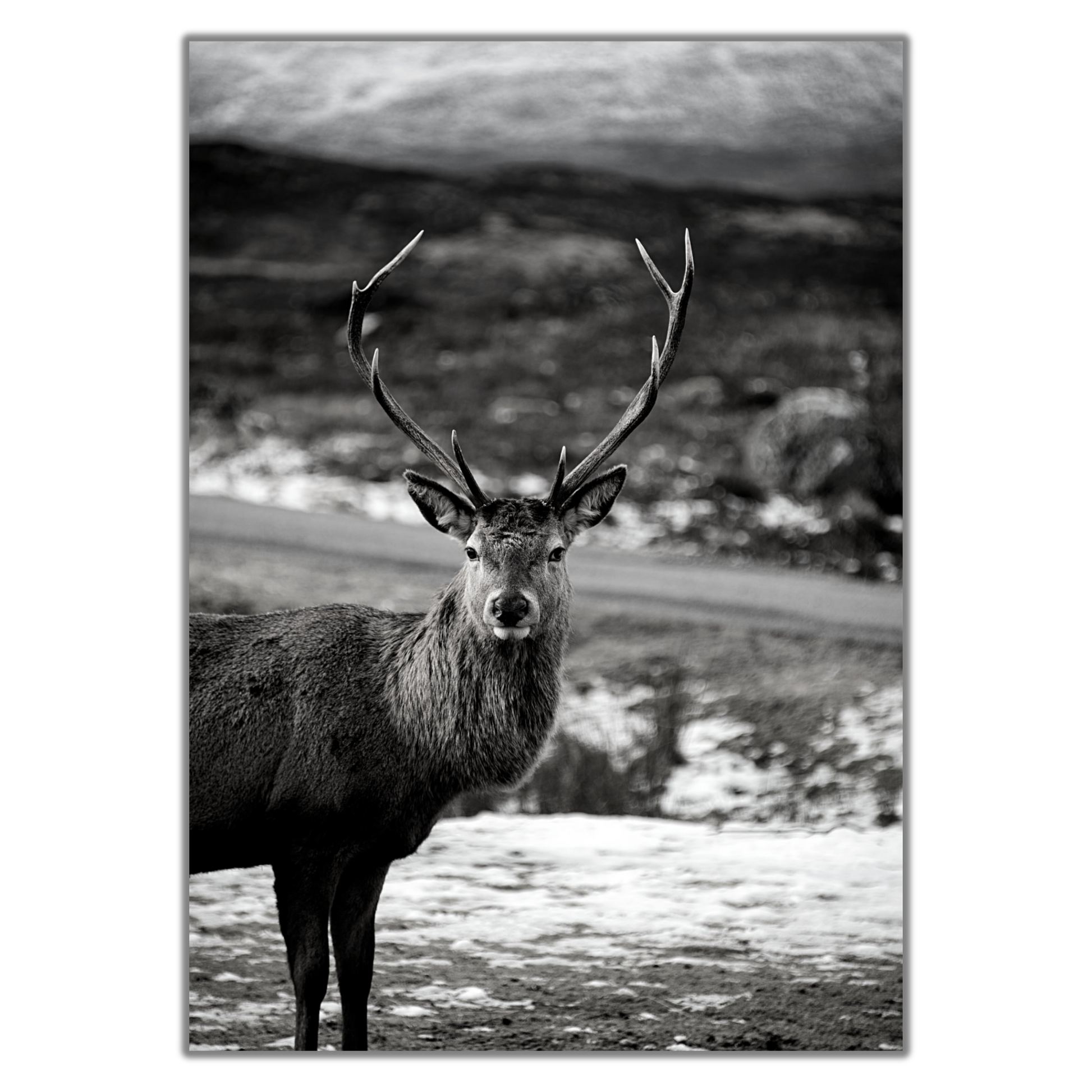 Black and White Stag Print - Gina Ellen Wall Art