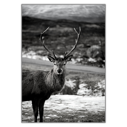 Black and White Stag Print - Gina Ellen Wall Art